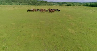 Güzel atlar ve taylar yaz otlağının yeşil, sulu çimlerinde başarıyla otlarlar..