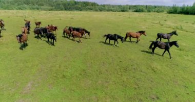 Güzel atlar ve taylar yaz otlağının yeşil, sulu çimlerinde başarıyla otlarlar..
