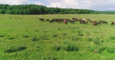 Güzel atlar ve taylar yaz otlağının yeşil, sulu çimlerinde başarıyla otlarlar..