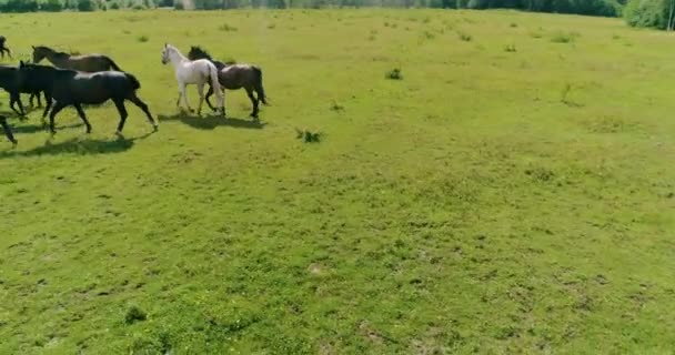 Schöne Pferde Und Fohlen Grasen Erfolgreich Auf Dem Grünen Saftigen — Stockvideo