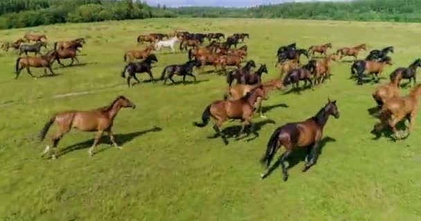 Schöne Pferde Und Fohlen Grasen Erfolgreich Auf Dem Grünen Saftigen — Stockvideo