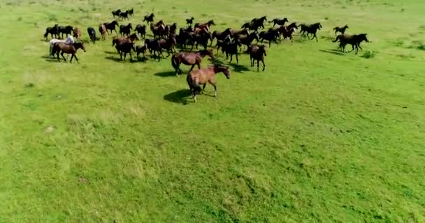 Schöne Pferde Und Fohlen Grasen Erfolgreich Auf Dem Grünen Saftigen — Stockvideo