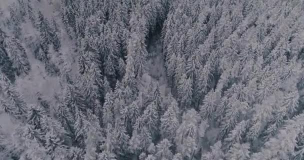 Der Morgendämmerung Einem Kalten Wintermorgen Friert Sogar Die Luft Vor — Stockvideo