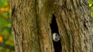 Altın sonbaharın parlak renkleri ağaçların yapraklarını sarı ve kırmızı renklerle boyamış..