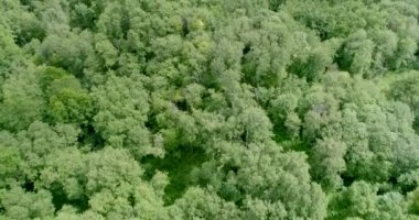 Ormanın ortasında, köknar ve çam ağaçlarının gövdeleri arasında yürümek için dar bir yol gizlidir..