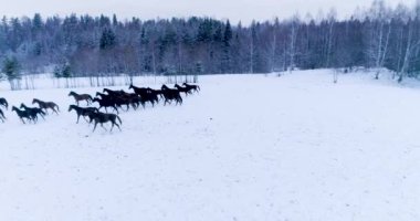 Birçok at ve tay soğuk bir kış gününde beyaz karda otlar..