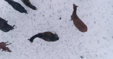 Birçok at ve tay soğuk bir kış gününde beyaz karda otlar..