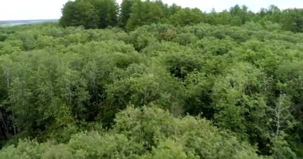 Meio Floresta Entre Troncos Abetos Pinheiros Antigos Caminho Estreito Para — Vídeo de Stock