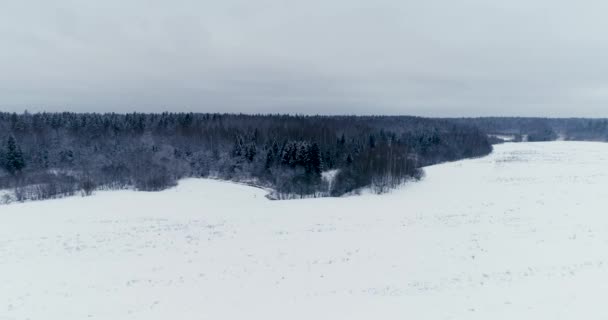 Mnoho Koní Hříbat Pasou Bílém Sněhu Chladném Zimním Dni — Stock video