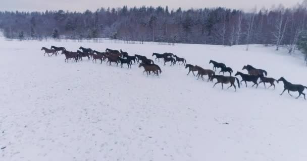Многие Лошади Жеребцы Пасутся Белом Снегу Холодный Зимний День — стоковое видео
