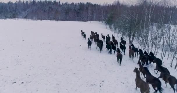 Veel Paarden Veulens Grazen Witte Sneeuw Een Koude Winterdag — Stockvideo