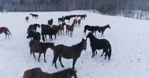 Многие Лошади Жеребцы Пасутся Белом Снегу Холодный Зимний День — стоковое видео