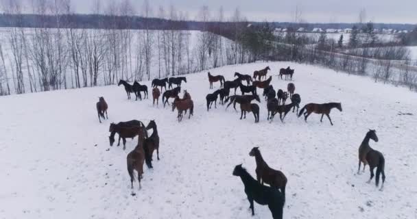 Wiele Koni Źrebiąt Pasie Się Białym Śniegu Mroźny Zimowy Dzień — Wideo stockowe