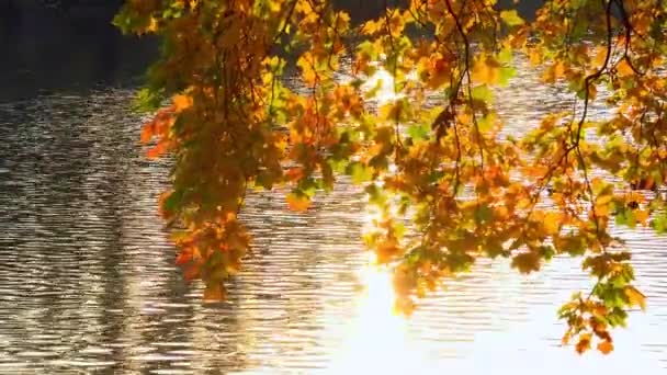 Jasne Kolory Złotej Jesieni Malowane Liście Drzew Żółtych Czerwonych Kolorach — Wideo stockowe
