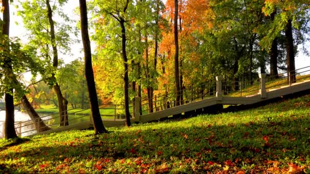 Cores Brilhantes Outono Dourado Pintado Folhas Das Árvores Cores Amarelas — Vídeo de Stock