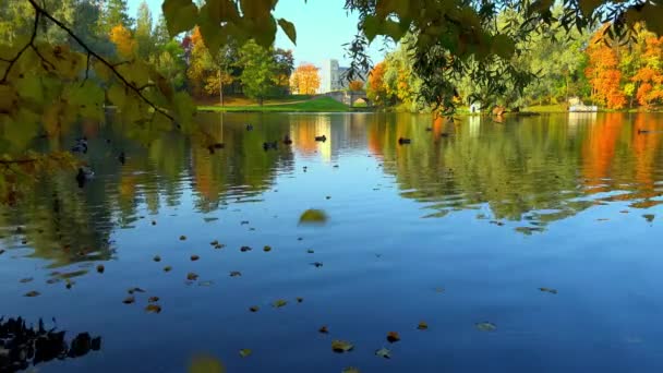 Jasné Barvy Zlatého Podzimu Malovaly Listy Stromů Žlutých Červených Barvách — Stock video