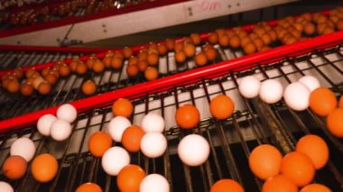 Kümes hayvanları çiftliği tavuk yumurtası üretir. Taşıyıcı bantlarda tavuk yumurtalarını kümesteki tavuklardan ambalaja kadar mağazalarda satılığa çıkarıyorlar..