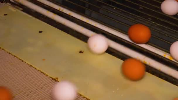 Птахофабрика Виробляє Курячі Яйця Конвеєрних Стрічках Катають Курячі Яйця Кліток — стокове відео