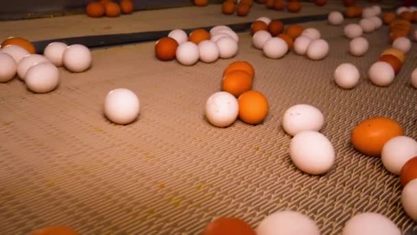 Granja Avícola Produce Huevos Pollo Las Cintas Transportadoras Enrollar Huevos — Vídeo de stock