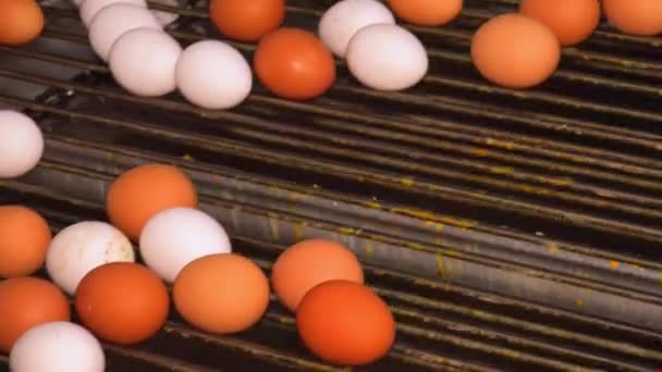 Poultry Farm Produces Chicken Eggs Conveyor Belts Roll Chicken Eggs — Stock Video