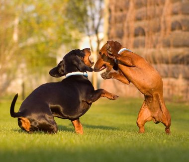 Komik dachshunds oynuyorlar