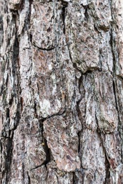 Ahşap doku Tayland.