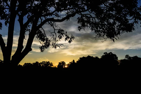 Lever Soleil Dans Forêt — Photo