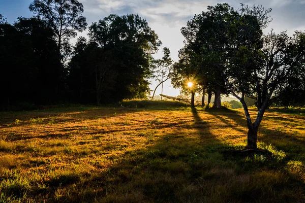 güneşin doğuşunu ormanın içinde .