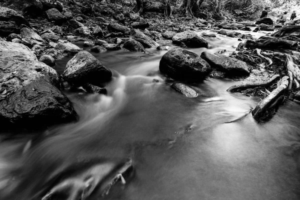 ジャングルの中に道をリードする水の流れ — ストック写真