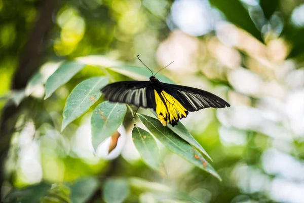 Papillon Dans Parc Thaïlandais — Photo