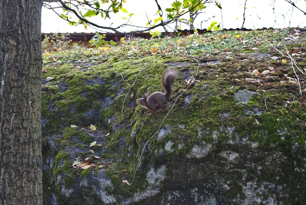 Écureuil Dans Forêt — Photo