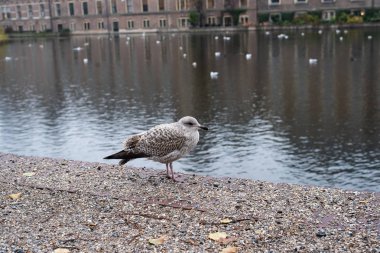 Binnenhof Hague Hollanda içinde