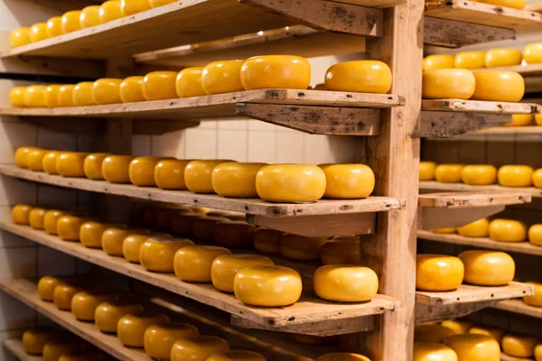 Hollanda Hollanda peynir fabrikasında