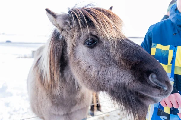 Cheval islandais en Islande — Photo