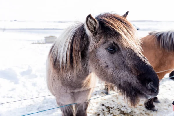 İzlanda 'da İzlanda atı — Stok fotoğraf