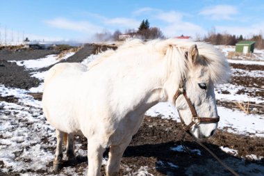 İzlanda'daki İzlanda beyaz at