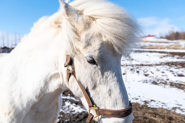 Cheval blanc icelandique en Islande — Photo