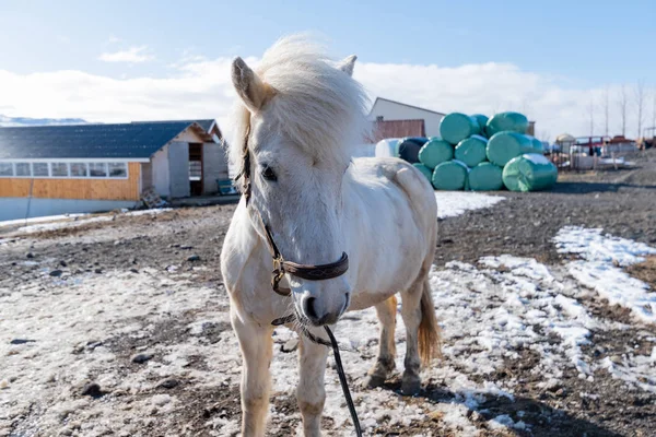 Cheval blanc icelandique en Islande — Photo