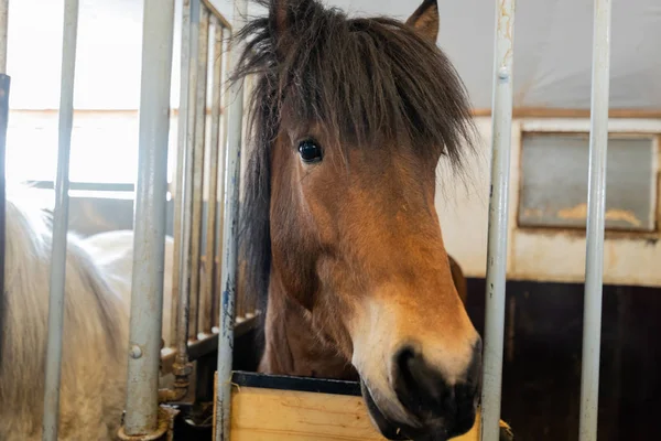 Islandzki brązowy koń w Islandii — Zdjęcie stockowe