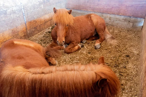 Cavallo bruno islandese in Islanda — Foto Stock