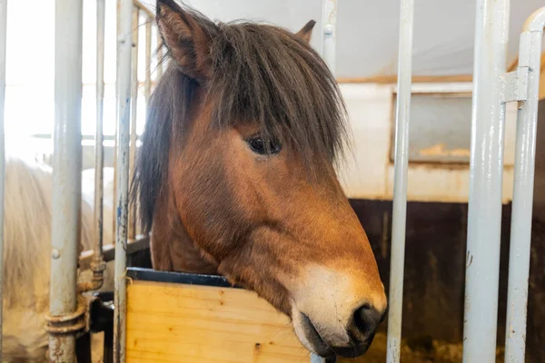 İzlanda'daki İzlanda kahverengi at