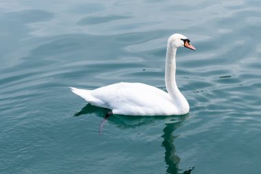 Lucern Gölü'ndeki kazlar