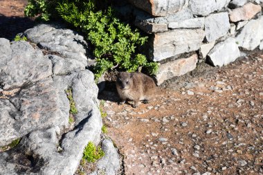 Dağda Afrika vahşi dassie.