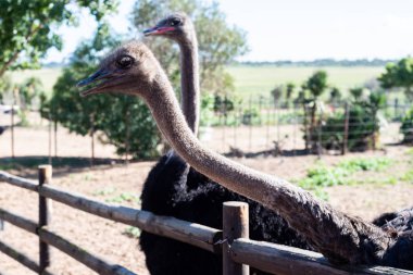 Güney Afrika'da Afrika devekuşu.