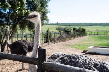 Güney Afrika'da Afrika devekuşu.