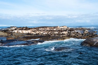 Adada Afrika vahşi mührü.