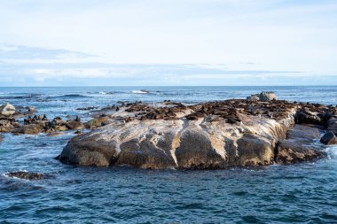 Adada Afrika vahşi mührü.