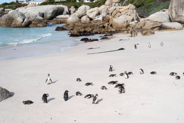 Sahilde Afrika vahşi penguenler.