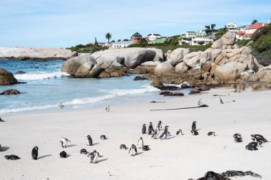 Sahilde Afrika vahşi penguenler.