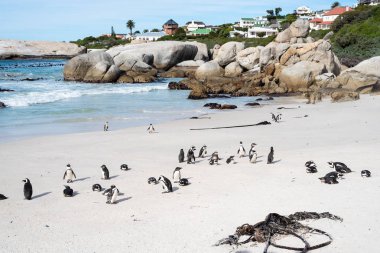 Sahilde Afrika vahşi penguenler.